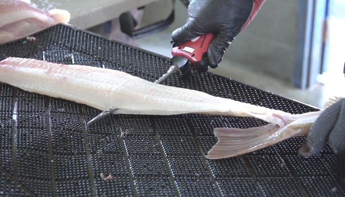 How To Fillet Ling Cod