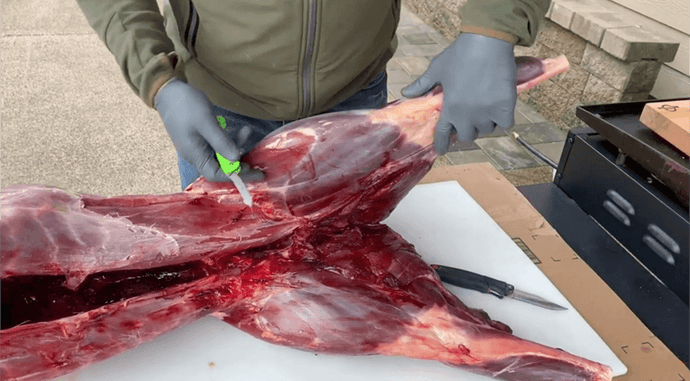 How to use process deer (Part 1) - Removing Hind Quarter