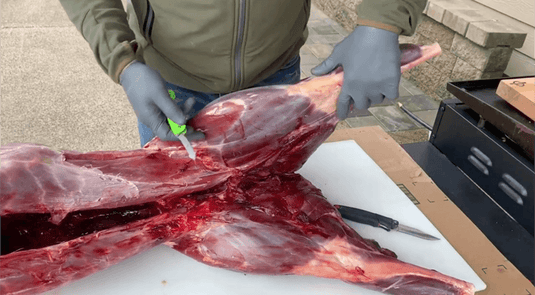 how-to-use-process-deer-part-1-removing-hind-quarter
