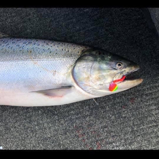 3.5 Colorado "Pink Mex Hat" Salmon Spinner (Single Spinner)