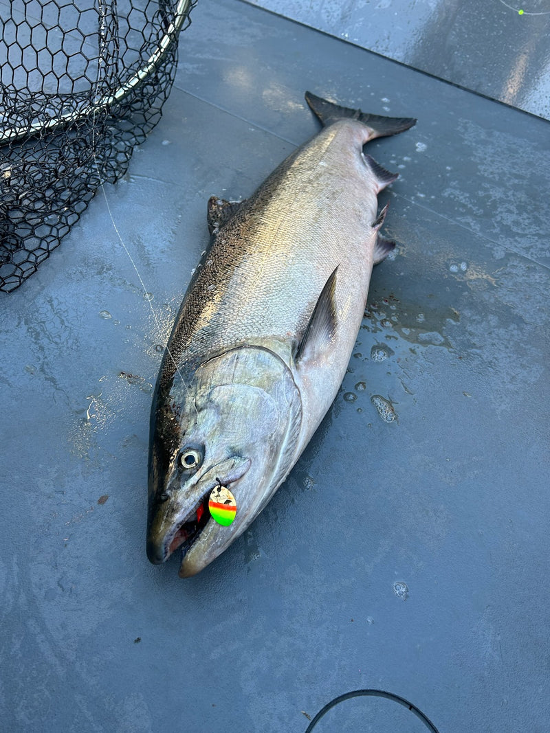 Load image into Gallery viewer, #3.5 CA &quot;Gold Mex Hat&quot; Salmon Spinner (Single Spinner)
