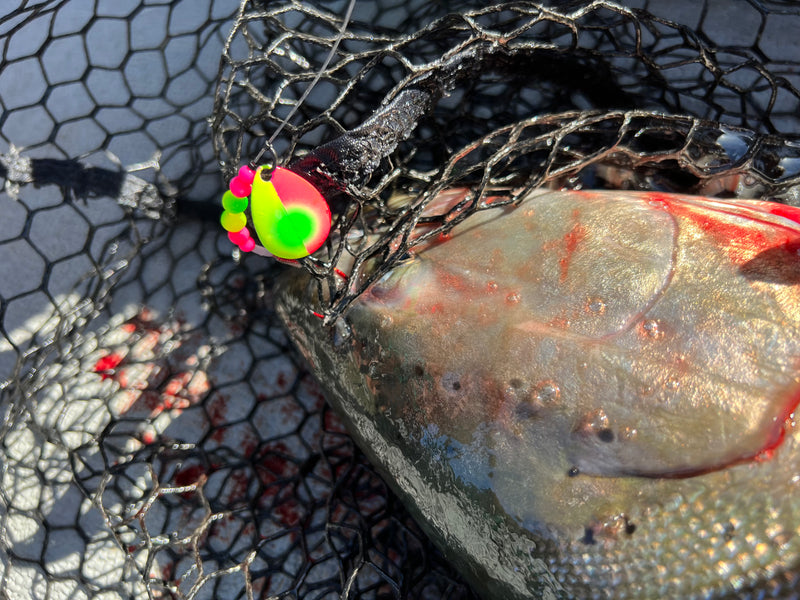 Load image into Gallery viewer, 3 Colorado &quot;Copper Nanner&quot; Salmon Spinner (Single Spinner)
