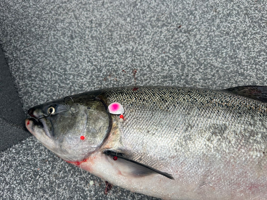 July 26' Monthly Tackle Box