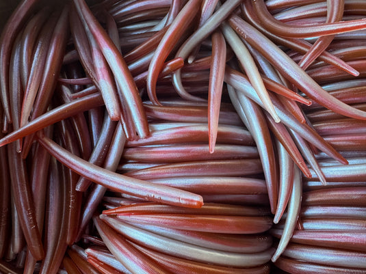 6"  Bloody Tuna Eel  (Single Bait)