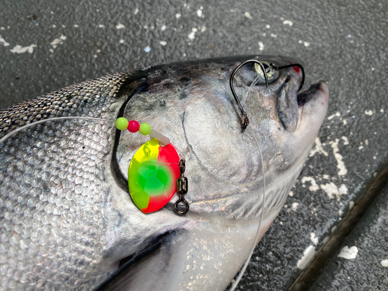Load image into Gallery viewer, #3.5 Cascade &quot;The GOAT&quot; Salmon Spinner (Single Spinner)
