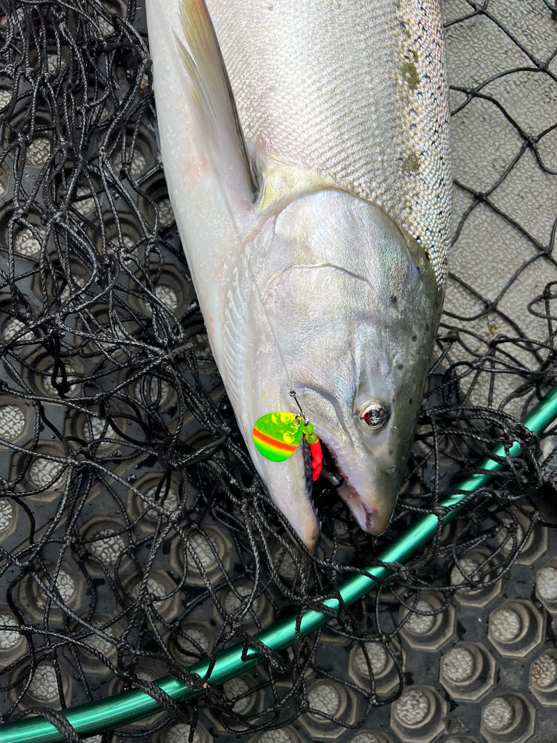 Load image into Gallery viewer, 3.5 Colorado &quot;I&#39;ve Gone Mad&quot; Salmon Spinner (Single Spinner)
